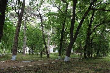 A group of trees in a park with Green Park in the background