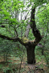 Fototapeta premium A tree with many branches