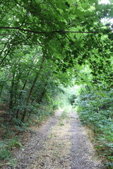 A dirt path through a forest