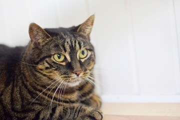 Striped domestic cat 