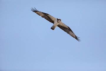 Obraz premium Osprey (Pandion haliaetus) in Japan