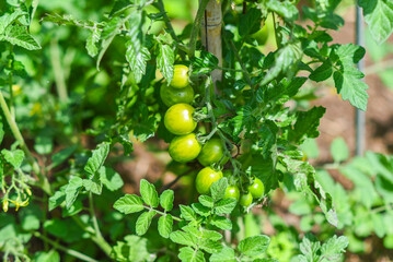 Fototapeta premium Tomatoes growing in the summer in the garden.