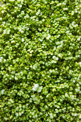 .Broccoli sprouts texture, slowly growing sprouts.
