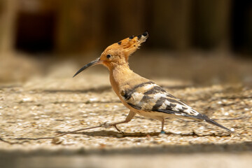 Eurasian Hoopoe or Common hoopoe. Upupa epops