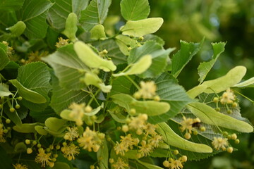 close-up of linden flowers on a tree in bright sunlight 