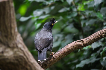 Crested Myna. Acridotheres cristatellus. Chinese starling