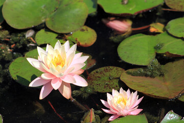 Pink lotuses on water surface