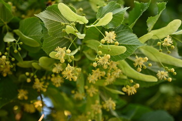 close-up of linden flowers on a tree in bright sunlight 