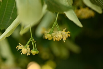 Yellow flowers of the linden tree and leaves, captured in close-up, bask in the radiant sunlight.  close-up view of the yellow linden flowers and leaves in the sunlight reveals the captivating beauty 