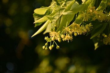 Yellow flowers of the linden tree and leaves, captured in close-up, bask in the radiant sunlight. ...