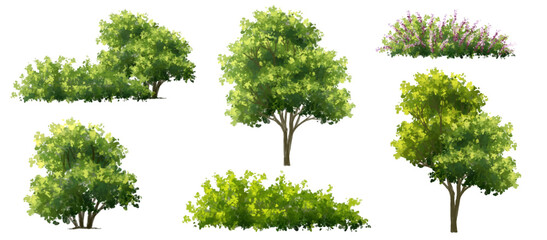 Fototapeta premium Vector watercolor blooming flower tree side view isolated for landscape and architecture drawing, elements for environment and garden,botanical elements for section in spring 