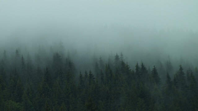 fog in the forest © Tanya Dyakova