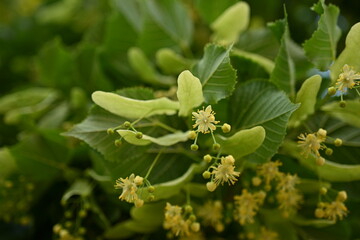 Yellow flowers of the linden tree and leaves, captured in close-up, bask in the radiant sunlight.  close-up view of the yellow linden flowers and leaves in the sunlight reveals the captivating beauty 
