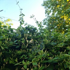 A close-up of some plants