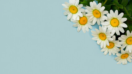 Fototapeta premium daisy flowers spring wallpaper with copy space