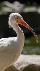 Tiny tropical looking bird called american white ibis. Eudocimus albus