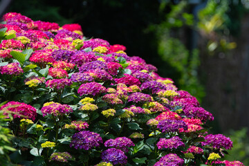Obraz premium Magnifique hortensia du Trégor - Bretagne France