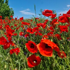 A field of red flowers