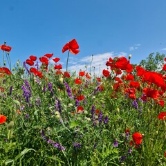 A field of flowers