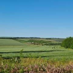 Obraz premium A grassy field with a house in the distance