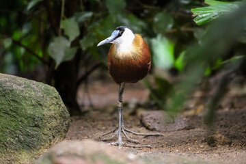 A close up image of an African Jacana in the Walsrode Bird Park