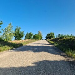 A road with trees on the side