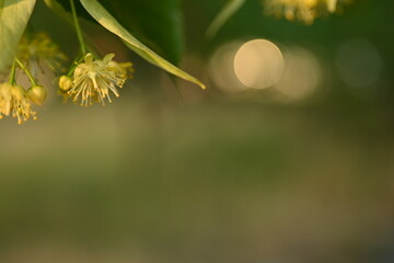 Yellow linden flowers as background, linden leaves shot in close-up, bathed in sunlight. Close-up...