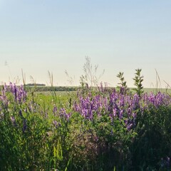 Naklejka premium A field of purple flowers