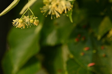 Lime blossoms, blurred background of blooming linden blossoms, bask in the radiant sunlight.  close-up view of the yellow linden flowers and leaves in the sunlight reveals the captivating beauty 