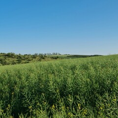 A grassy field with trees in the background