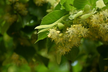 Lime blossoms, blurred background of blooming linden blossoms, bask in the radiant sunlight. ...