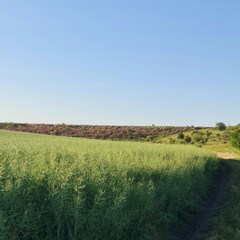 A field of grass