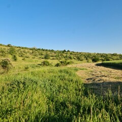 A grassy area with a dirt path