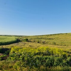 Fototapeta premium A grassy field with trees