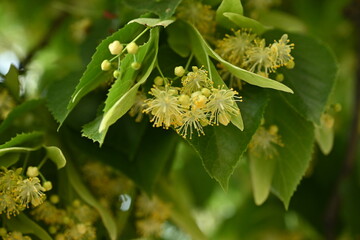 Yellow flowers of the linden tree and leaves, captured in close-up, bask in the radiant sunlight. ...