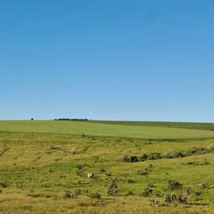 Fototapeta premium A grassy field with sheep