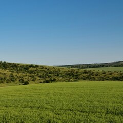 Fototapeta premium A green field with trees and blue sky