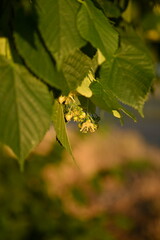 Yellow flowers of the linden tree and leaves, captured in close-up, bask in the radiant sunlight. ...
