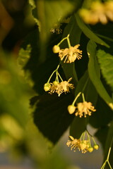 Yellow flowers of the linden tree and leaves, captured in close-up, bask in the radiant sunlight. ...