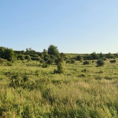 Fototapeta premium A grassy field with trees in the background
