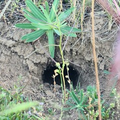 A plant growing in a hole