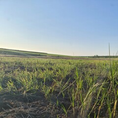 A field with grass and blue sky