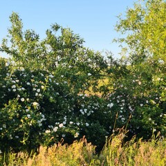 A tree with white flowers