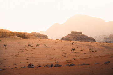 Fototapeta na wymiar Group of camels walk in scenic wadi rum desert in hazy beautiful morning light before sunrise. Cinematic Jordan landscapes. Visit famous middle east destination