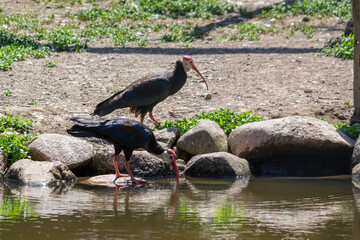Two Southern bald Ibis drinking water on the pond. Geronticus calvus