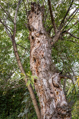 an old beautiful tree that was eaten by birds, termites and insects. vertical photo, selective focus