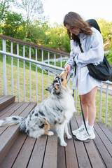 Young woman gives treat to her cute aussie dog in a park. Blue merle australian shepherd dog in urban park area next to female owner