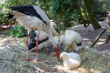 Stork returning to their nests, the stork's nest, the three storks