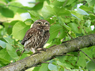 Little owl, Athene noctua. A bird sits on a thick branch among the leaves and looks away