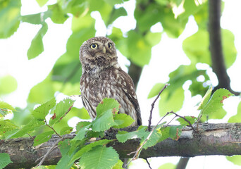 Little owl, Athene noctua. A bird sits on a branch and stares intently into the distance